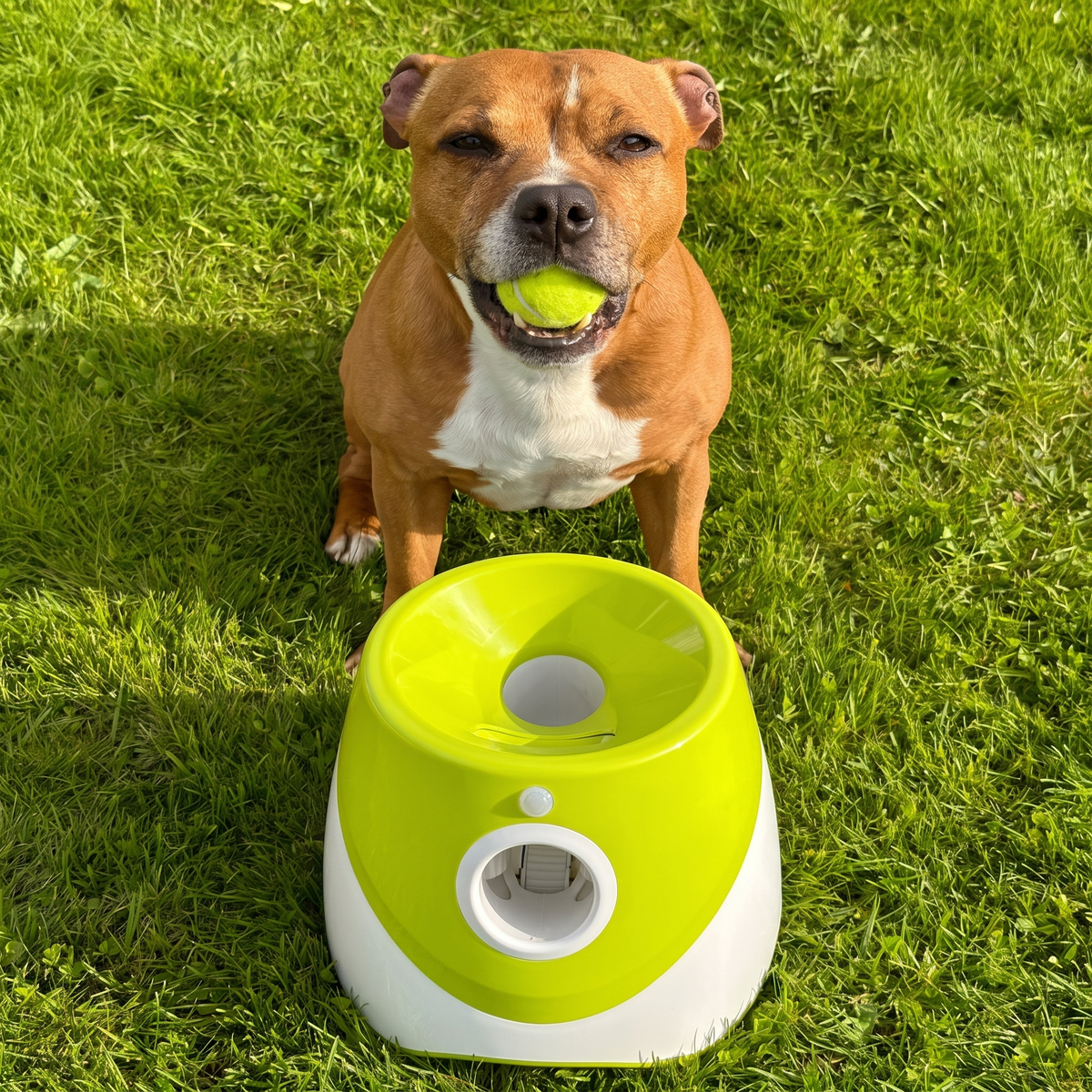 Muffly™ Automatic Dog Ball Launcher
